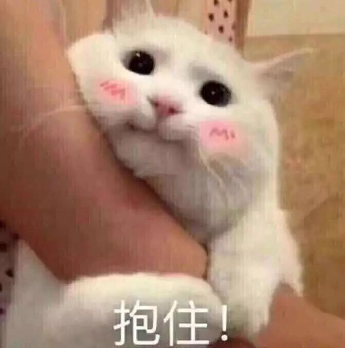 男不养猫女不养狗的表现,喜爱养猫的男人心理特征