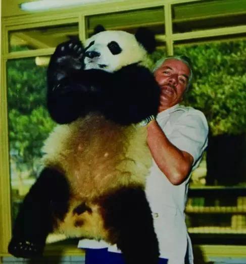 熊猫界几大家族,熊猫的种类有多少种