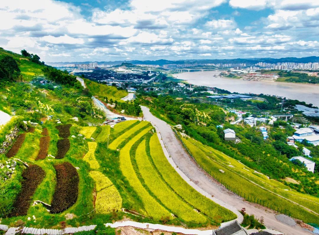 重庆乡村振兴示范村名单,重庆乡村一日游哪些地方好耍