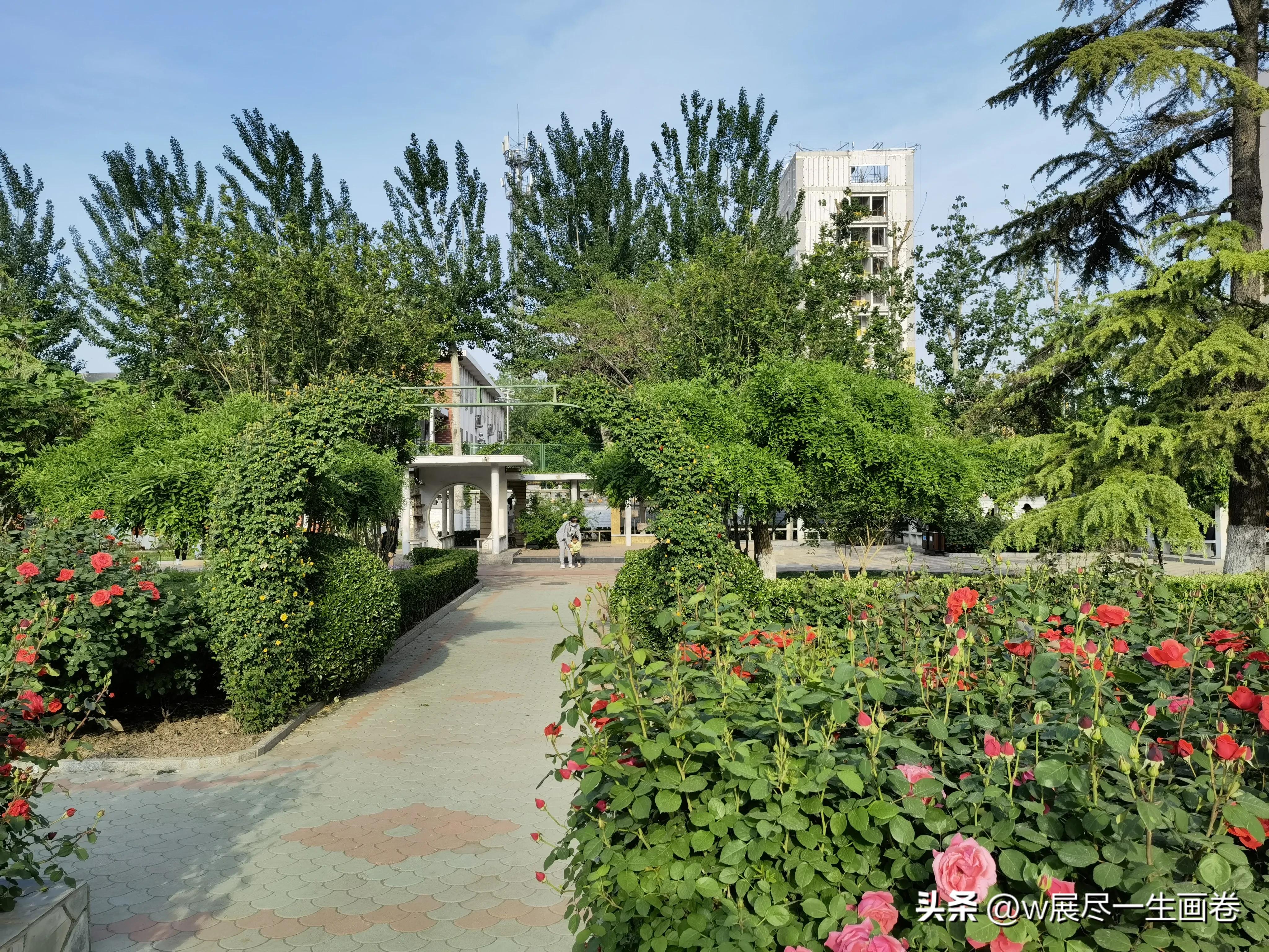 天津月季园开放时间表,天津最佳月季花公园