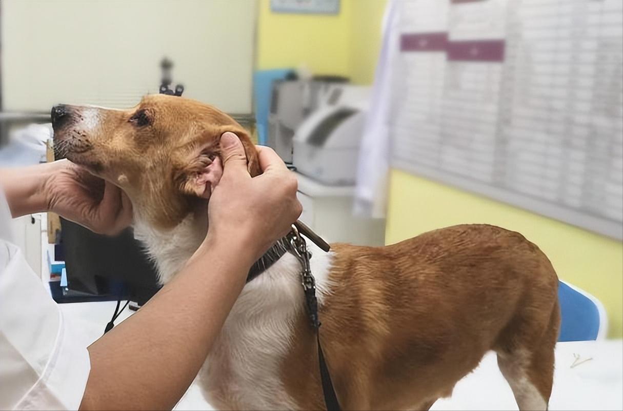 宠物店卖不了的狗去哪了,宠物店卖狗归哪个部门处理