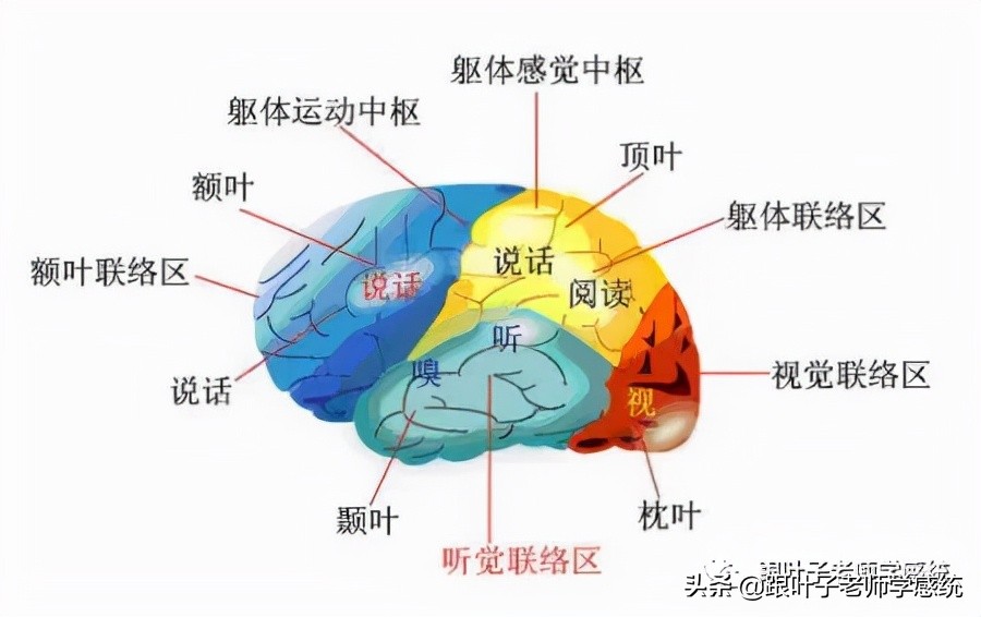 左撇子被强行纠正的后果,左撇子成年了怎样纠正