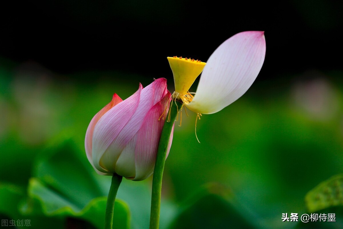 荷花摄影技巧和方法,荷花怎么拍出高级感的照片