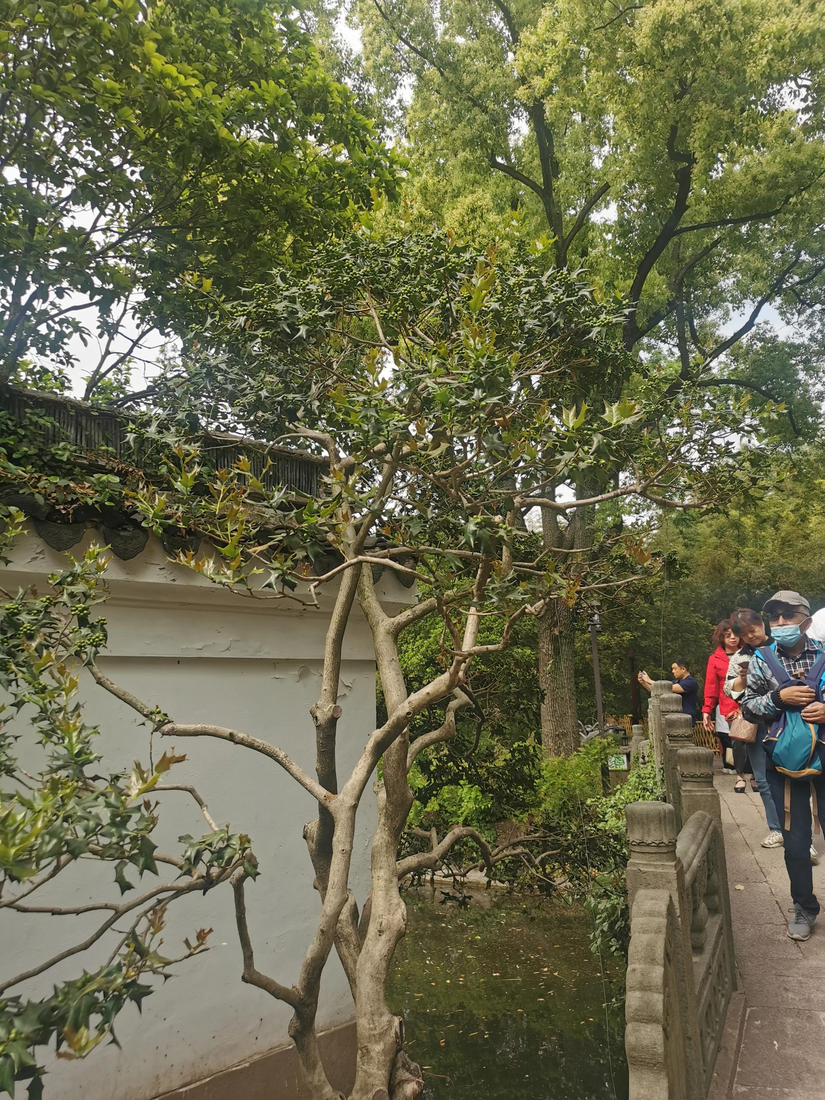 古猗园是上海五大园林之首,上海景区古猗园有哪些景点