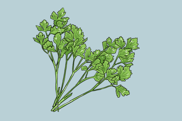 头孢阿莫西林是抗生素还是消炎药,阿莫西林和头孢消炎有什么区别