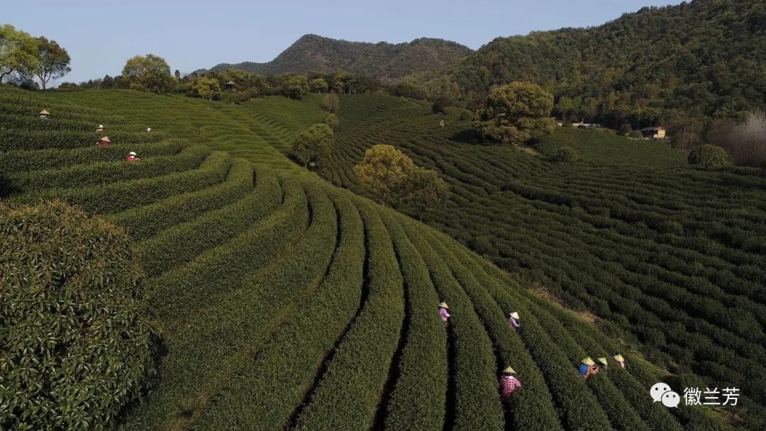 全国十大魅力茶乡有哪里,美丽的家乡茶乡