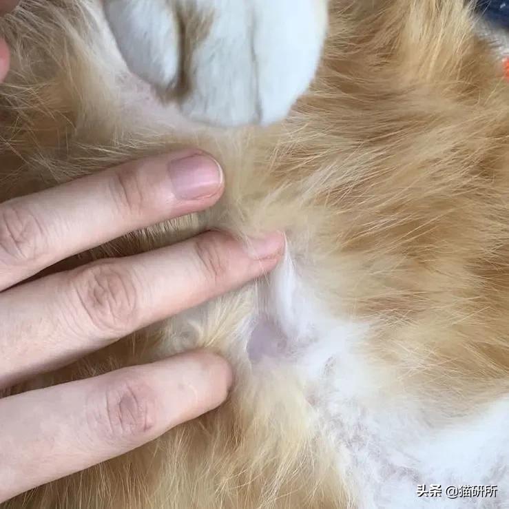 你见过猫咪吞口水吗,猫咪有肚脐眼吗