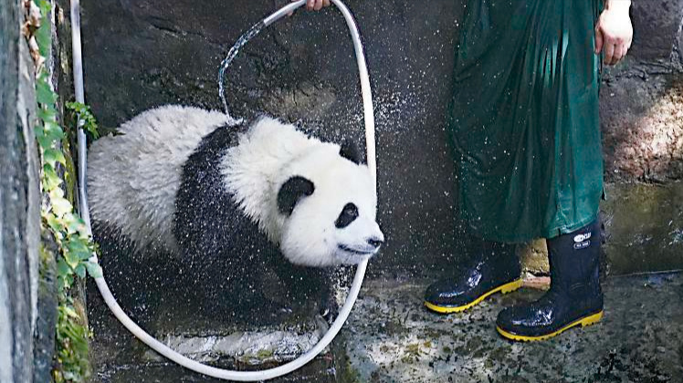 熊猫去国外多少钱一年,熊猫在荷兰一年可以赚多少钱