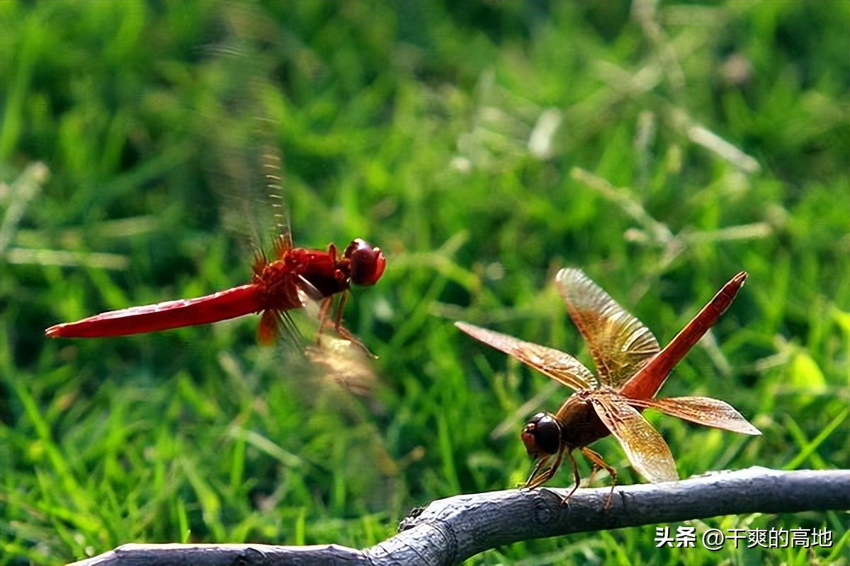 散文|凸凹:红蜻蜓