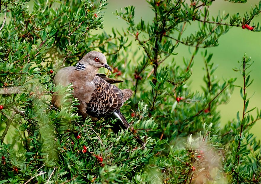 川西阿坝旅游详细攻略地图,川西阿坝旅游攻略三天