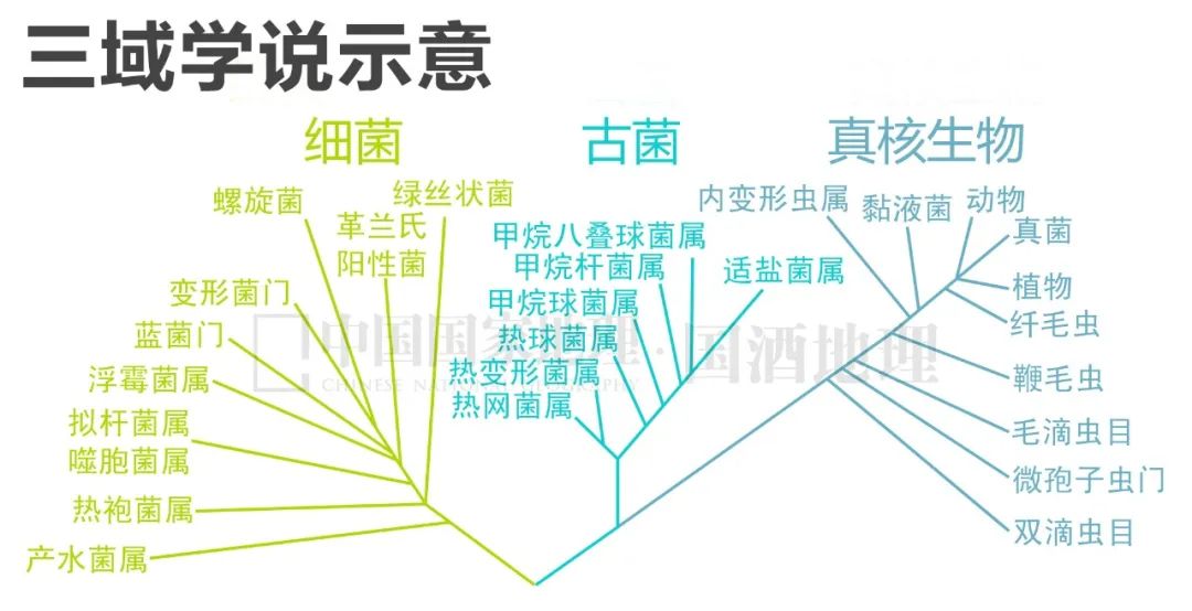 美酒成都,成都的美酒