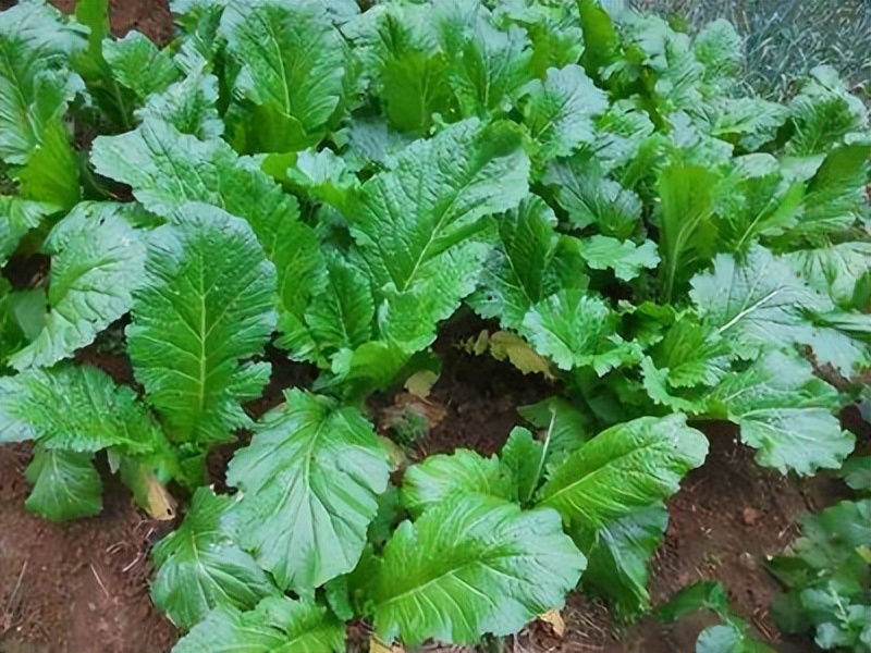 哪些食物对眼睛恢复视力有帮助,视力降低了吃什么食物能改善