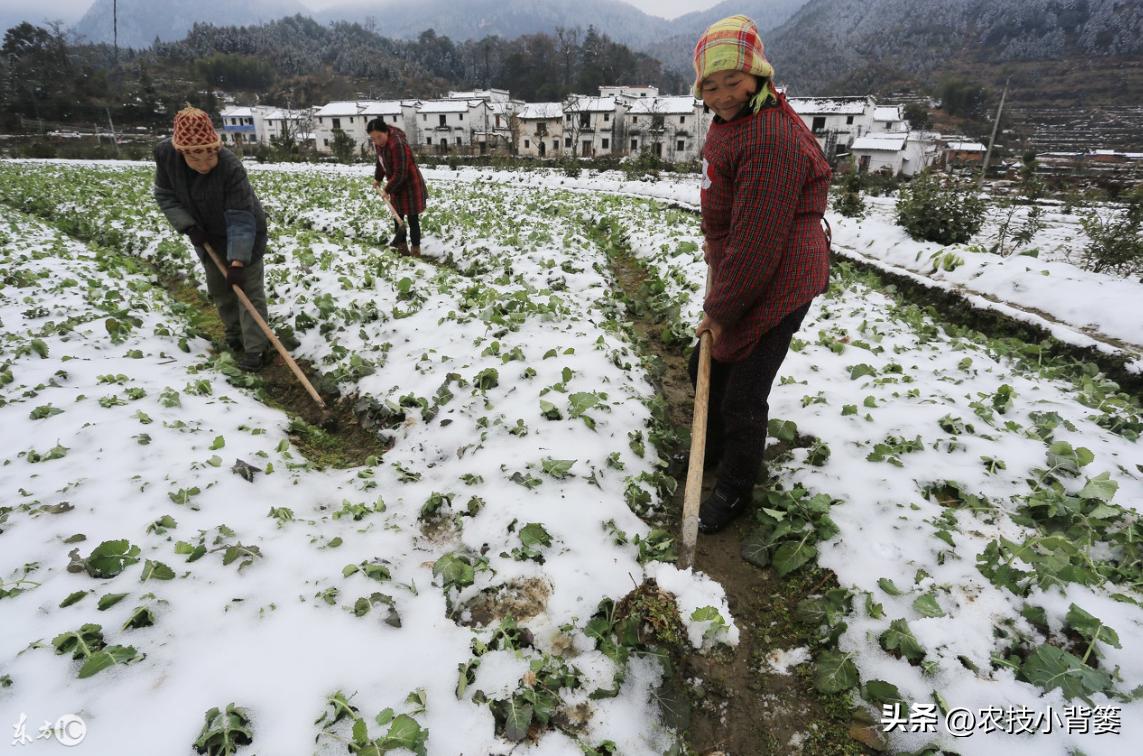 预防作物冻害最好的防冻剂,植物冻害了还能用防冻剂吗