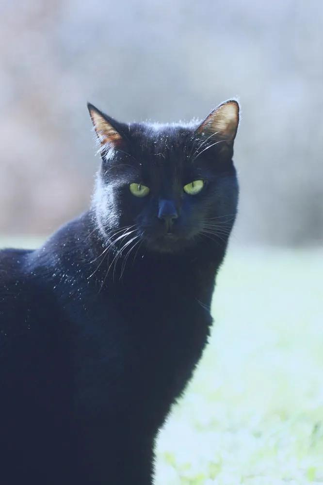 猴子屁股为什么是秃的红的,猴子为什么屁股有很大的瘤子