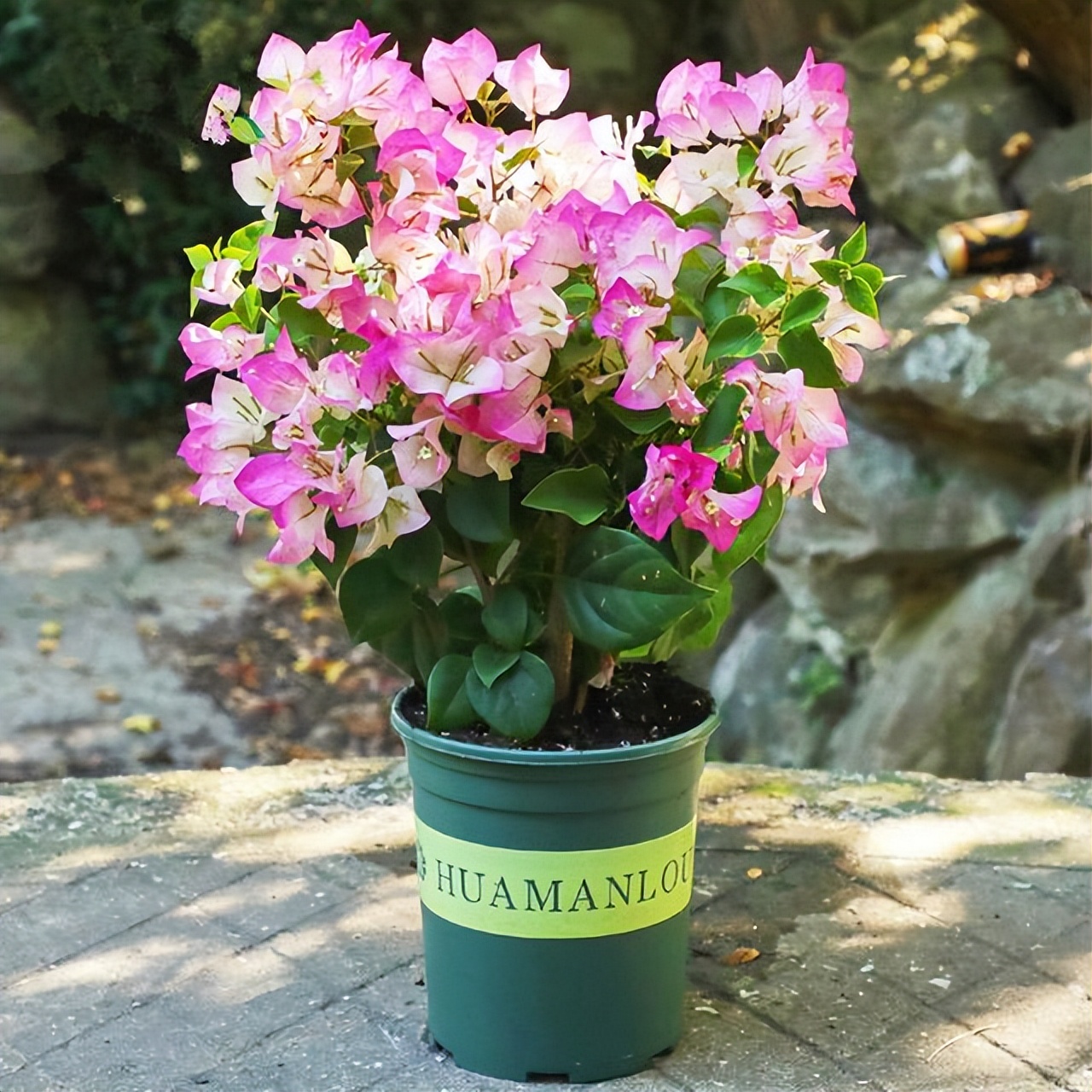 养花浇水你必须知道的浇水技巧,养花只浇水越养越不美