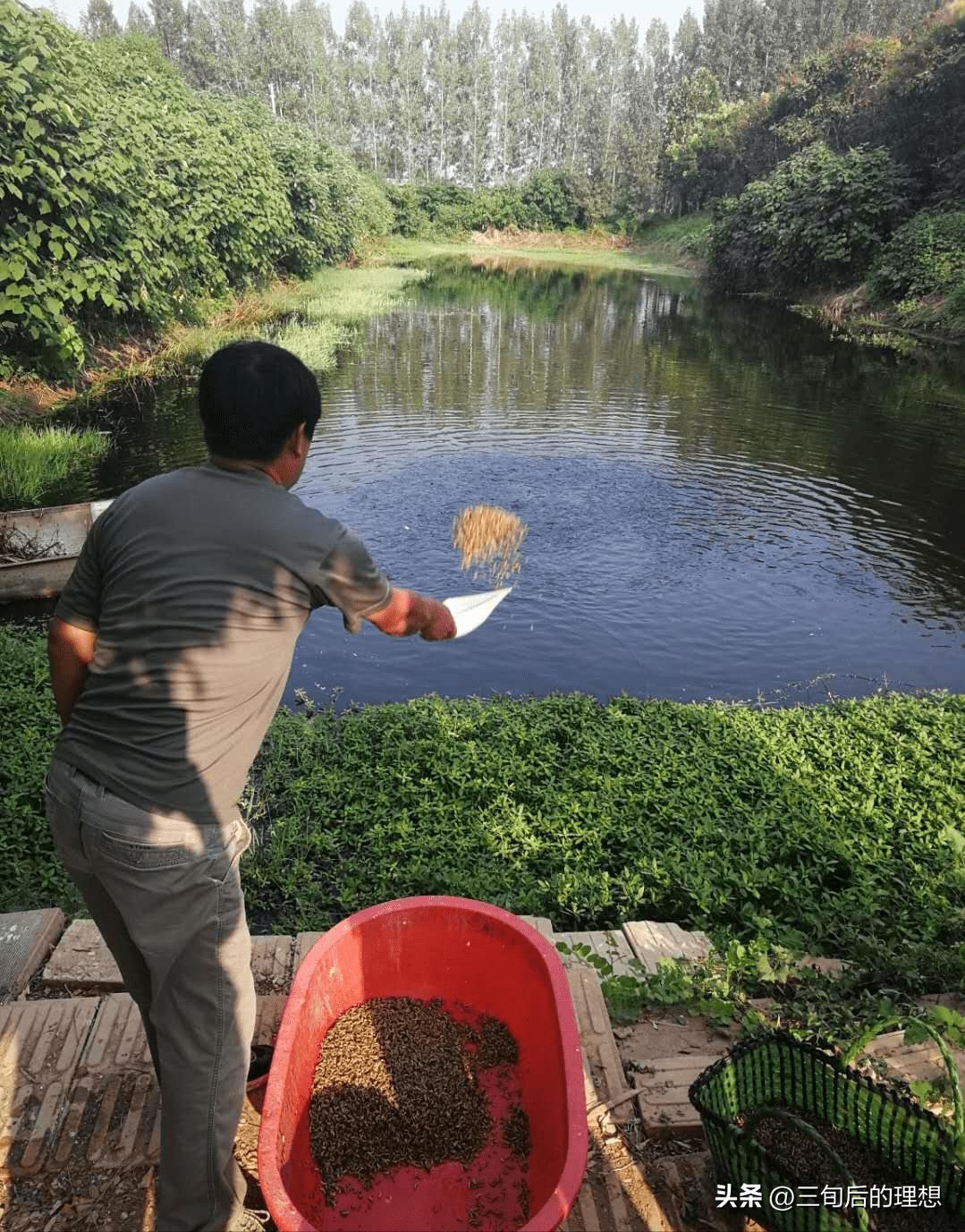 人工饲料和野生杂鱼,人工混合鱼饲料配方