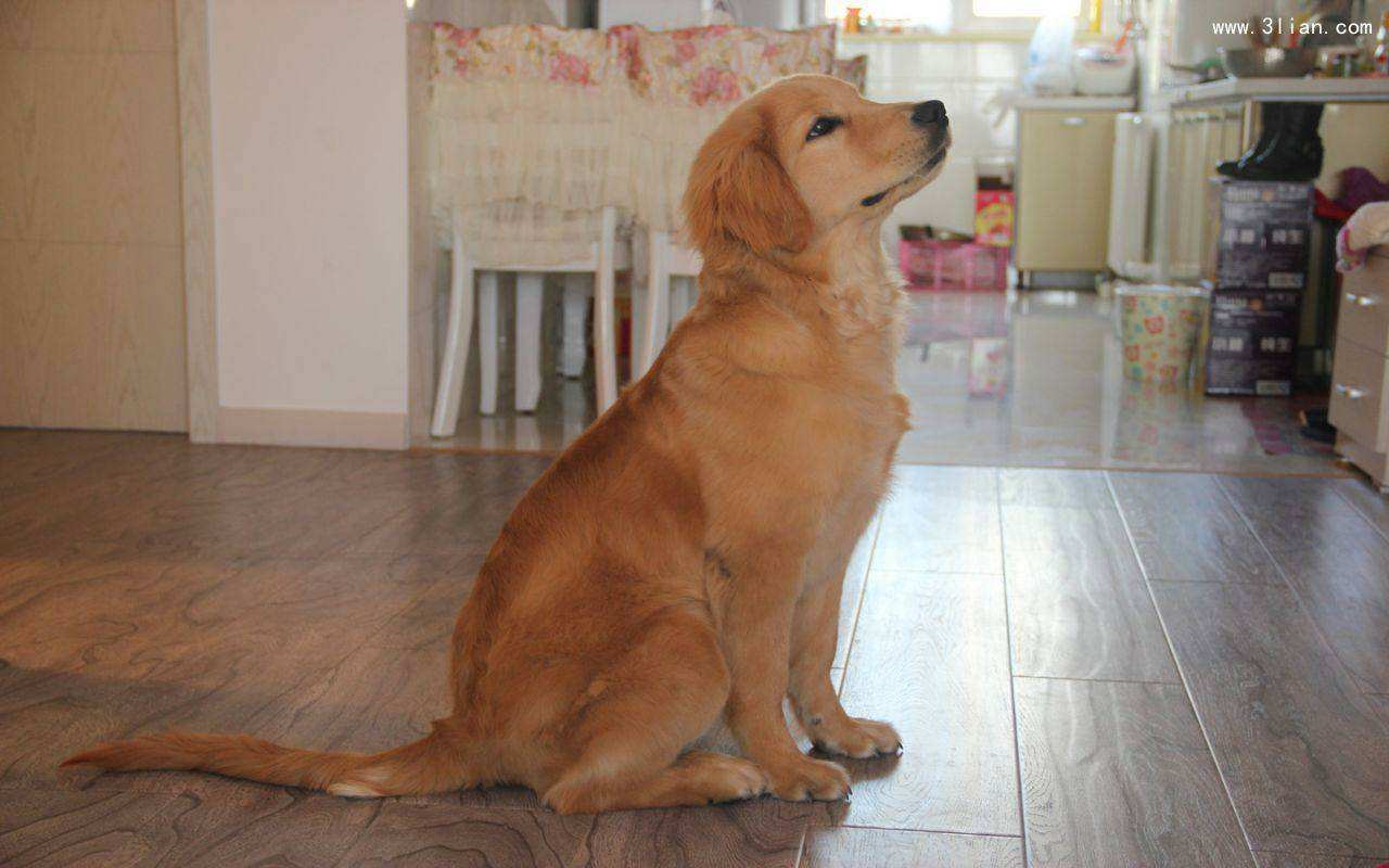 养金毛的注意事项,金毛幼犬刚到家的注意事项