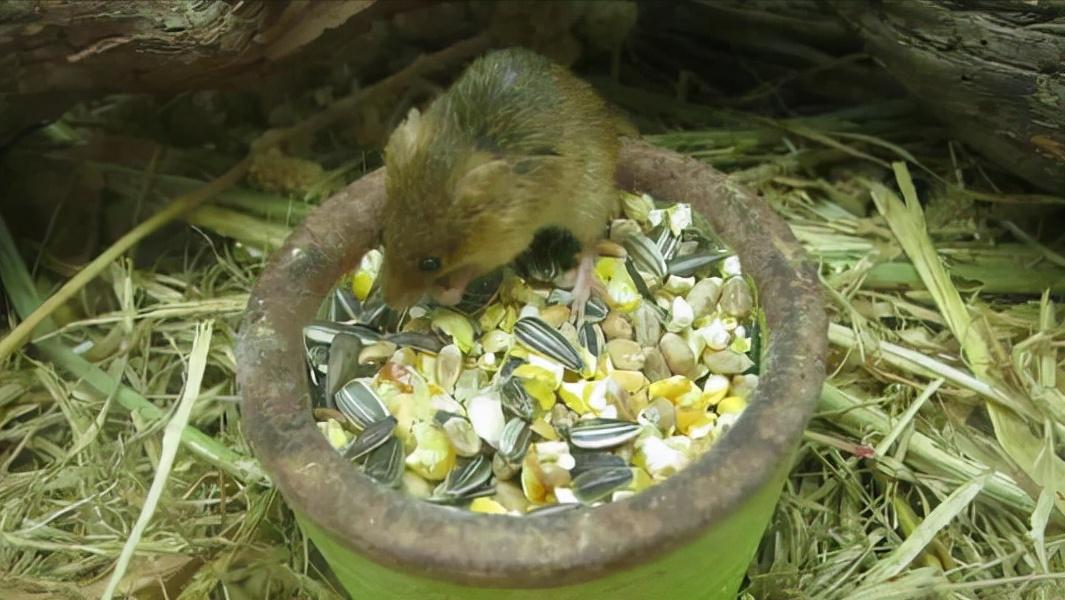 鼠王被抓叫来老鼠报复咬人,老鼠爬到床上为什么还会咬人