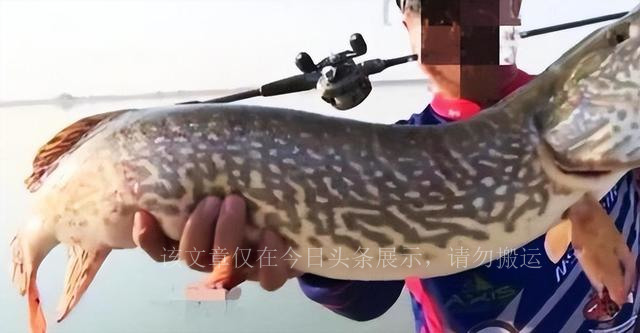 水下疯狗,水下疯狗侵入黄河