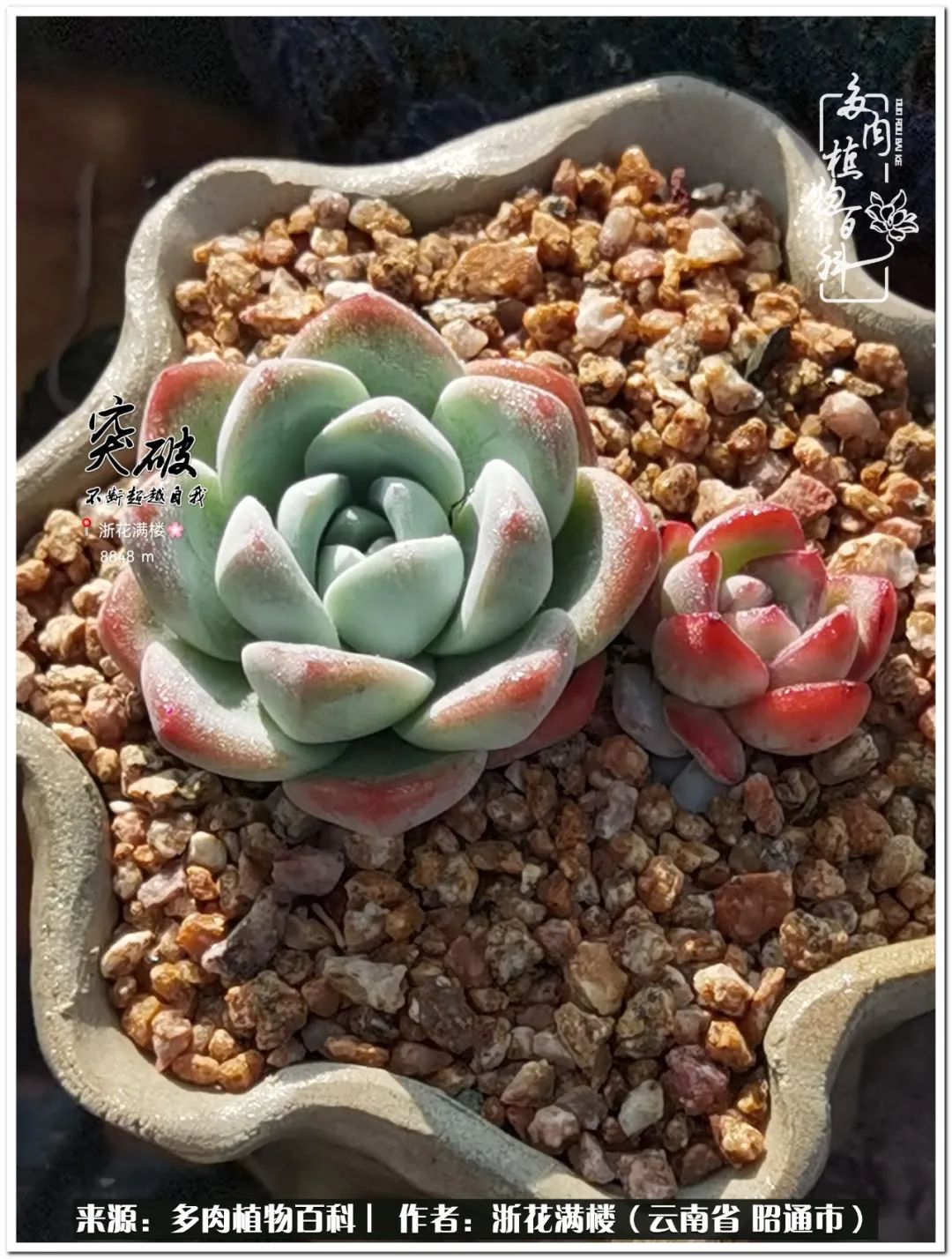 奔跑吧跑步,奔跑吧多肉盆栽