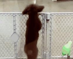 泰迪防止细小的方法,泰迪注意什么不容易生病