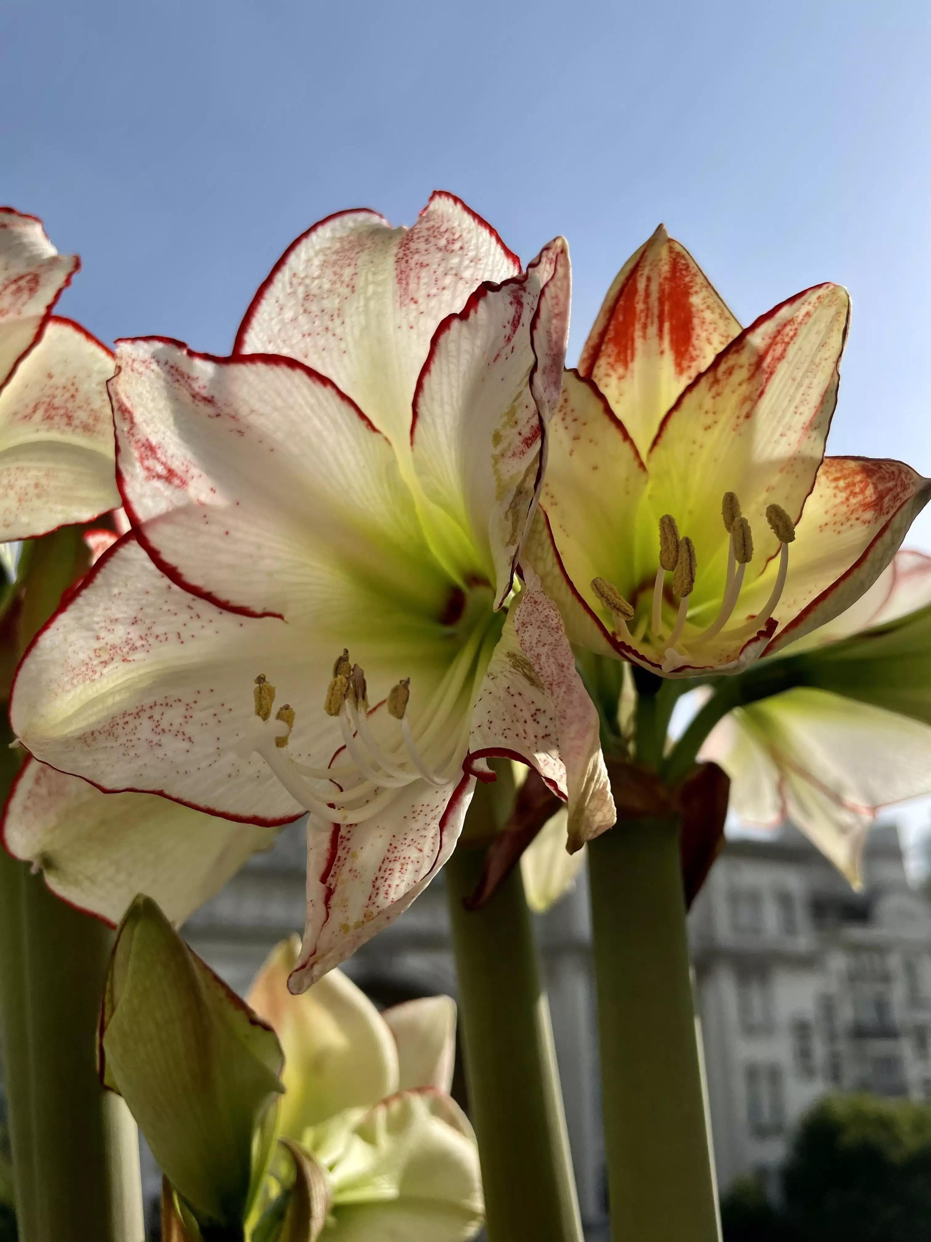 认识各种花的寓意,认识各种花的名称