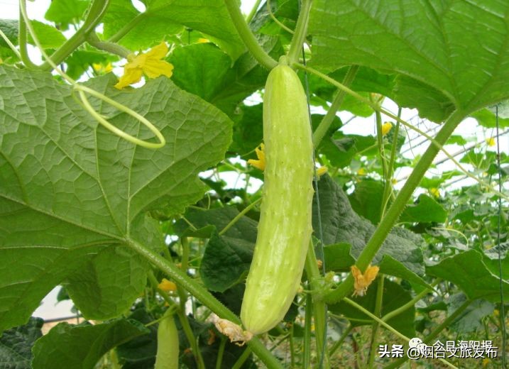 山东海阳十大美丽城市,海阳市全国排名