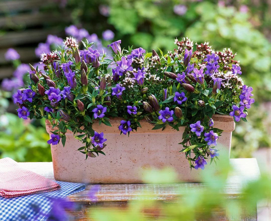 花园适合种的植物,在花园种植哪些植物比较适合