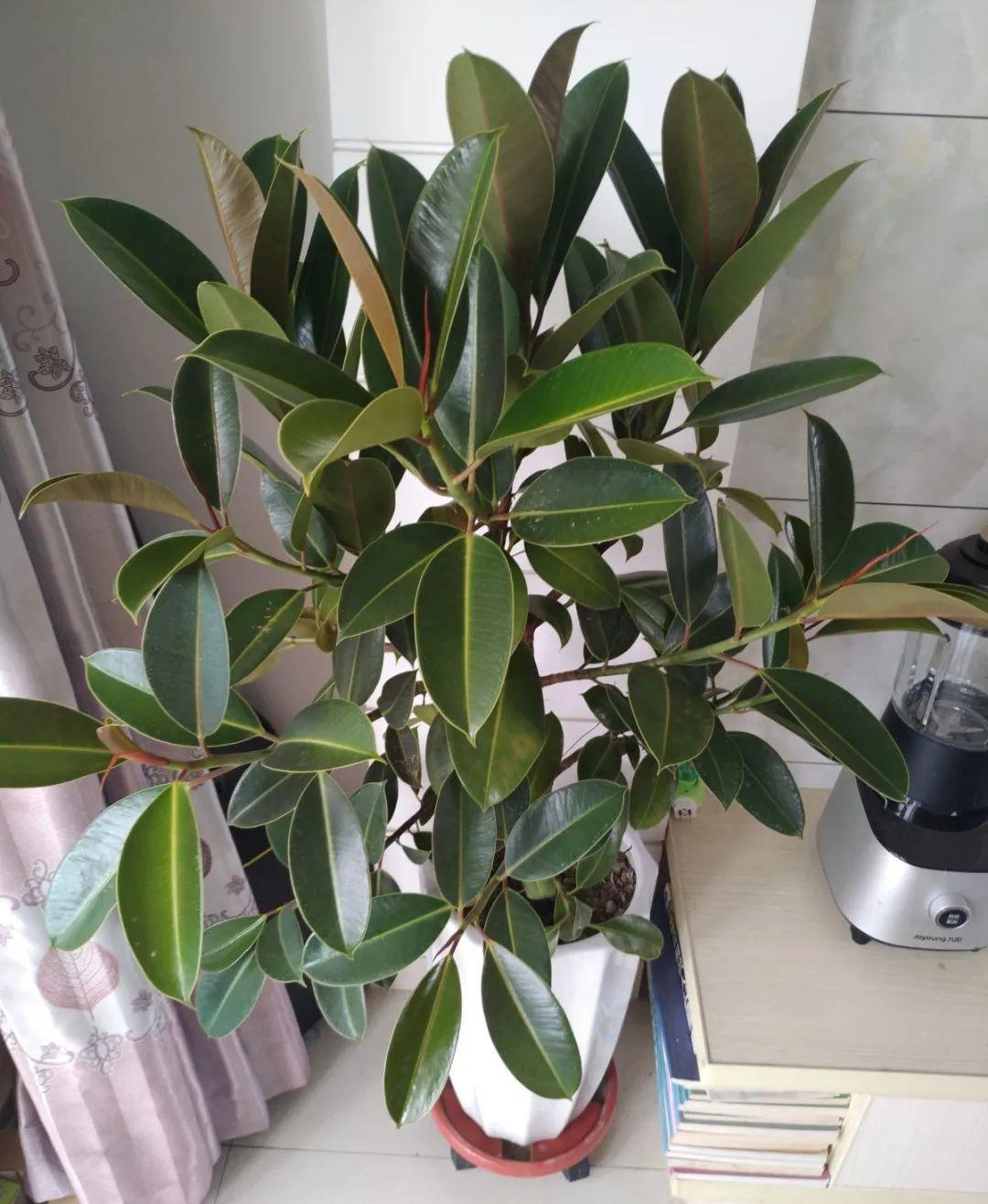 水里倒点酒，给花擦一擦，油光锃亮，比打激素还灵