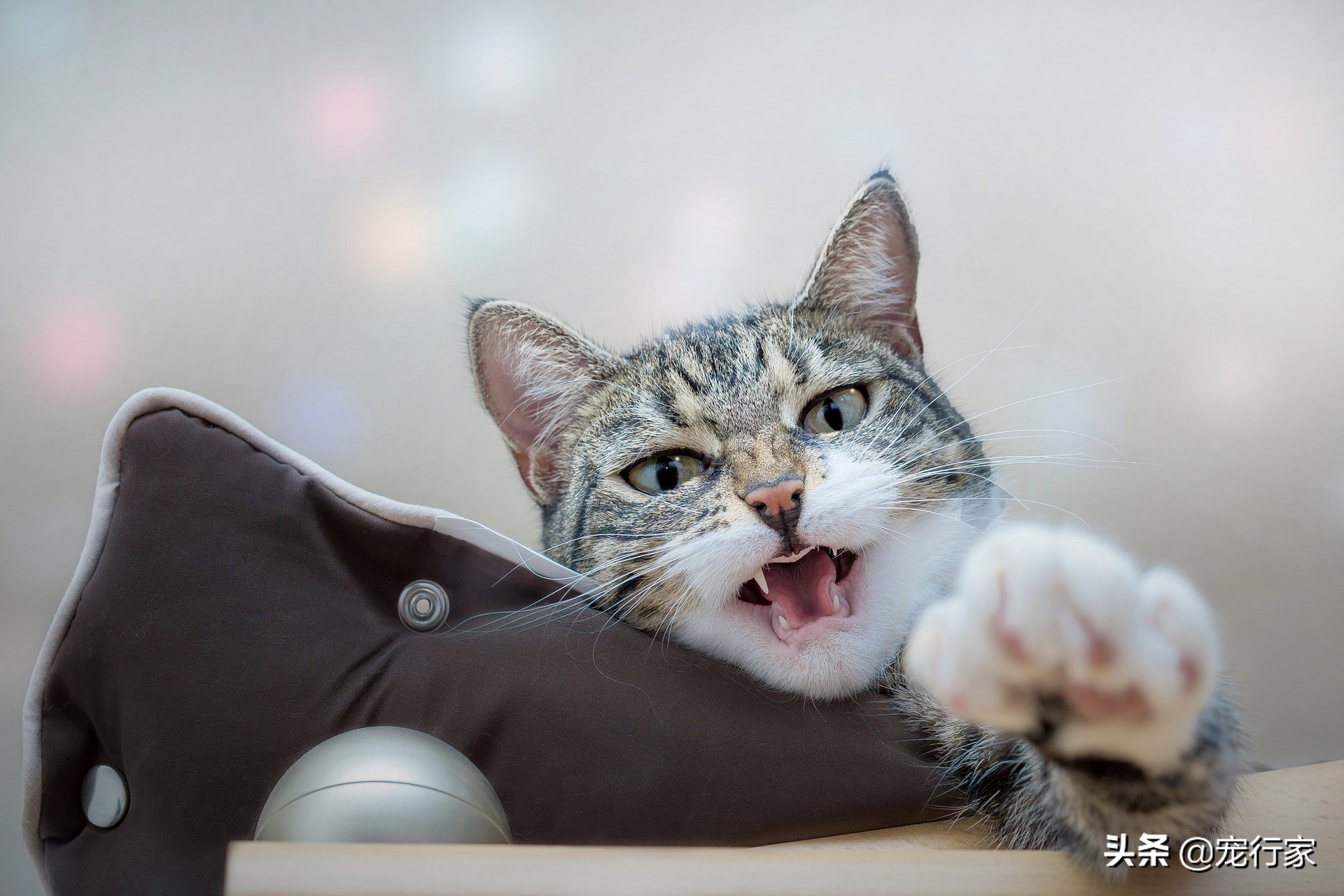 猫咪为什么总是突发尿闭,猫咪突然不自主尿是什么原因