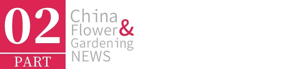 白玉兰为什么被评为上海市市花,中国国花上海市花白玉兰