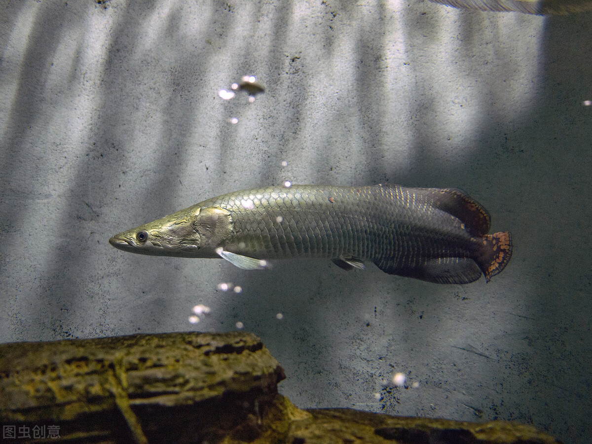亚马逊河十大危险动物,亚马逊最危险的动物排名