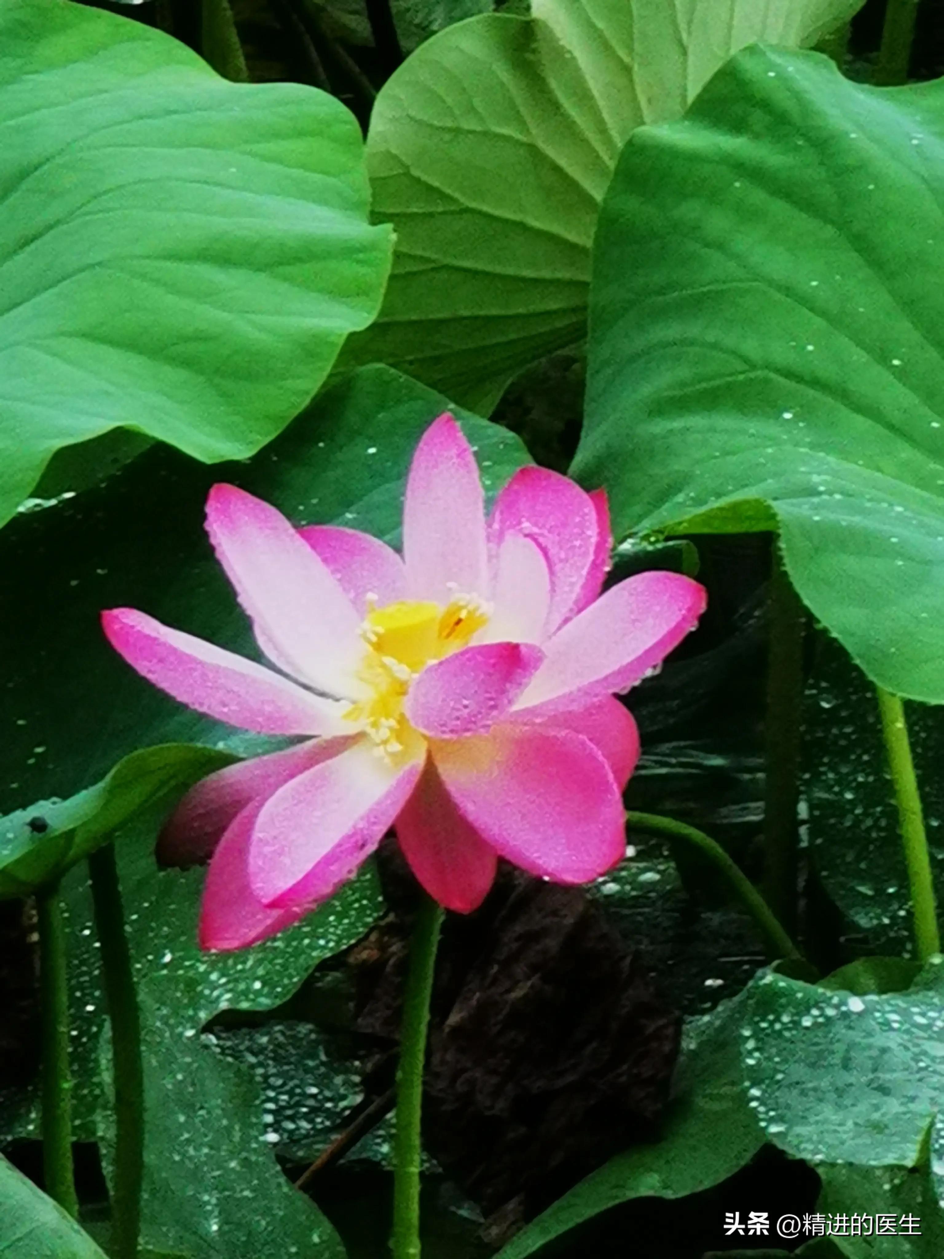 何必自寻烦恼的下一句,何必自寻烦恼