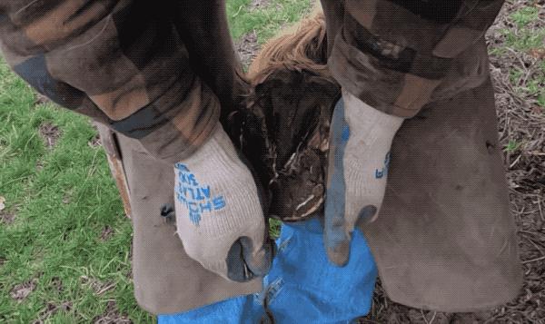 马为什么要钉马蹄铁,给马钉马蹄铁的视频