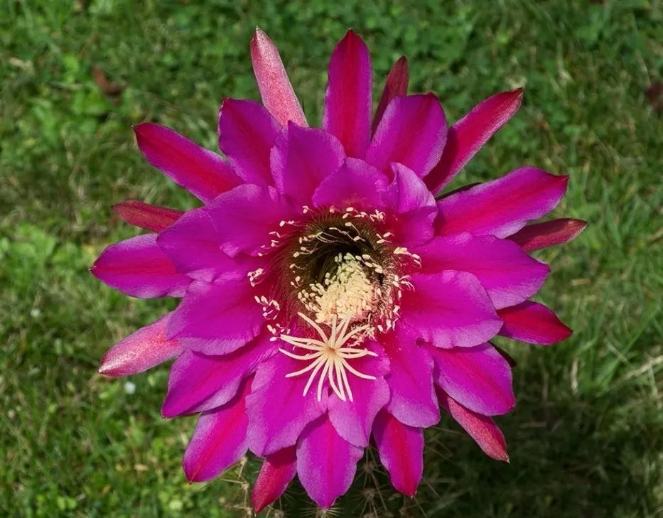 200种·仙人球开花图鉴，大开眼界，美到爆