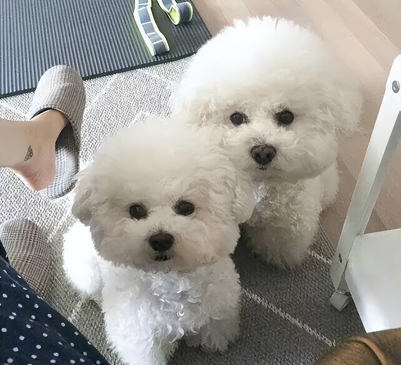 怎么判断比熊喜不喜欢你,比熊对你嗷嗷叫