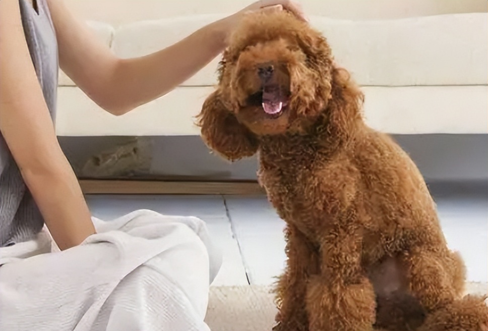 泰迪最想告诉你的几件事,泰迪知道什么秘密