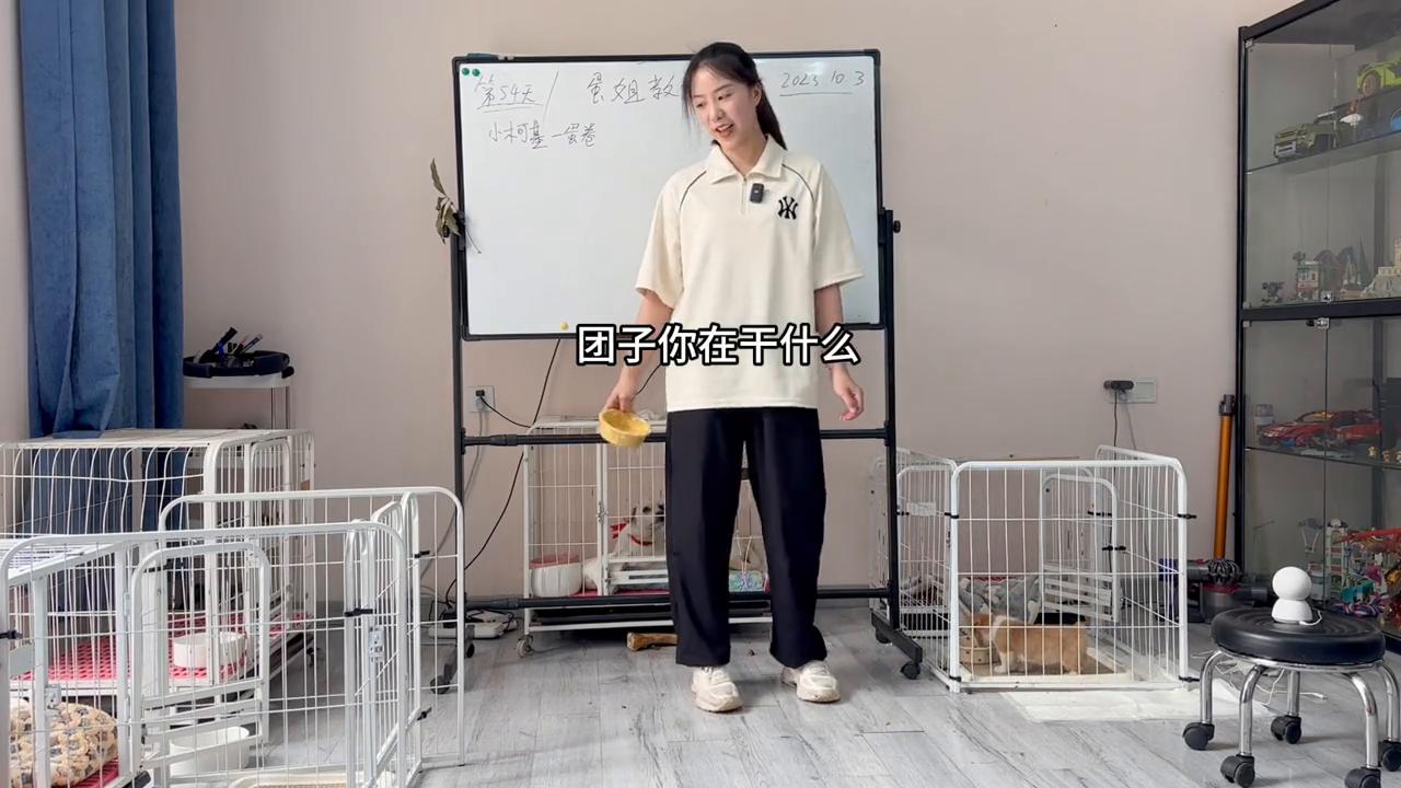 蛋姐教人训犬打狗,蛋姐养的狗