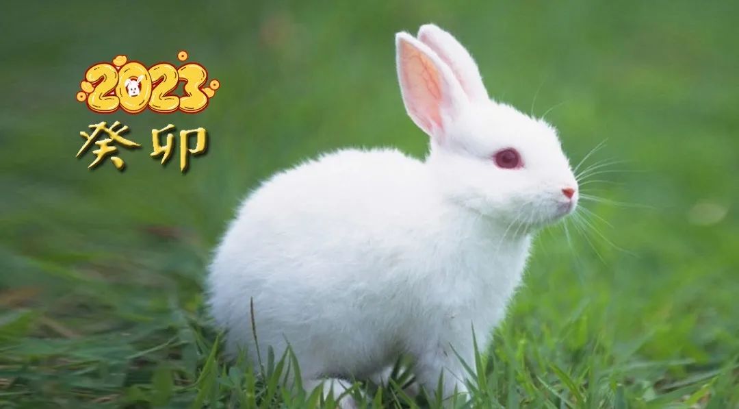 兔年说兔音频,兔年说兔事