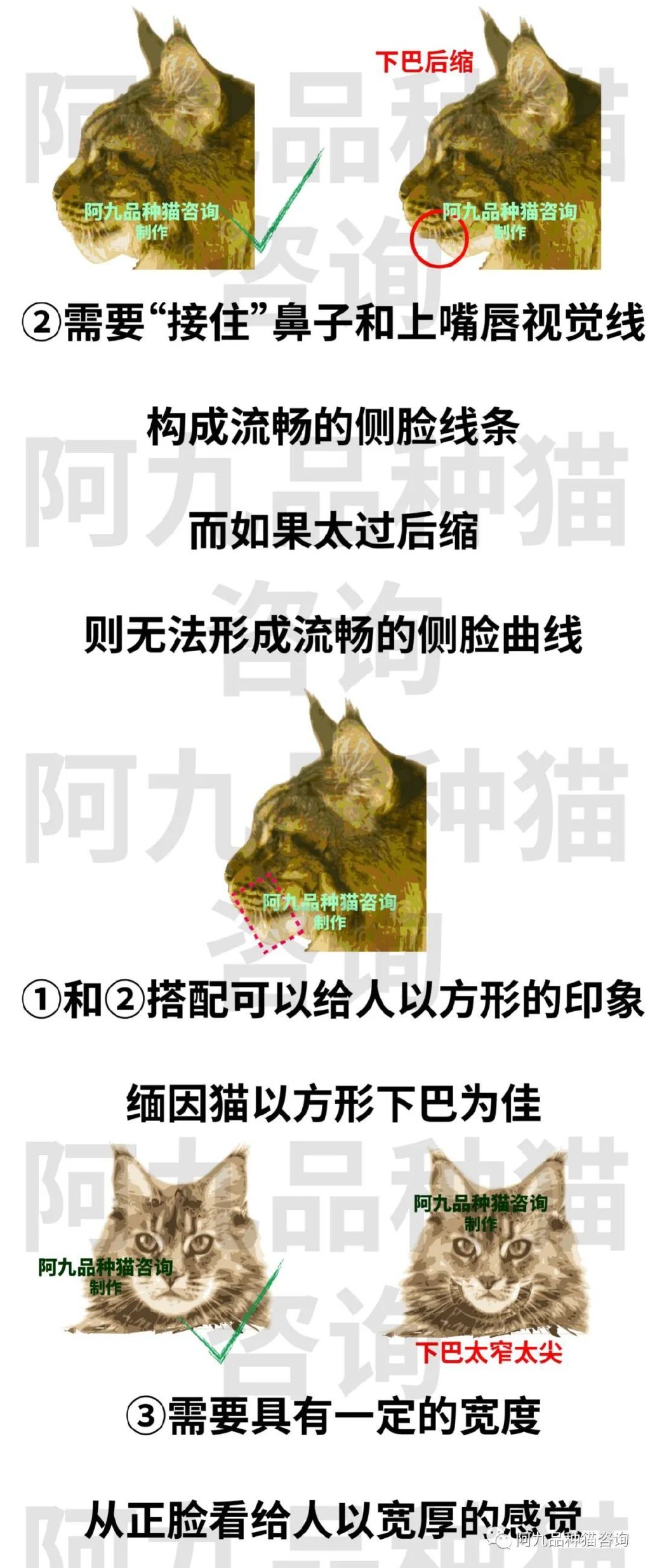 正宗缅因猫哪些颜色的贵,缅因猫品相极好的多少钱