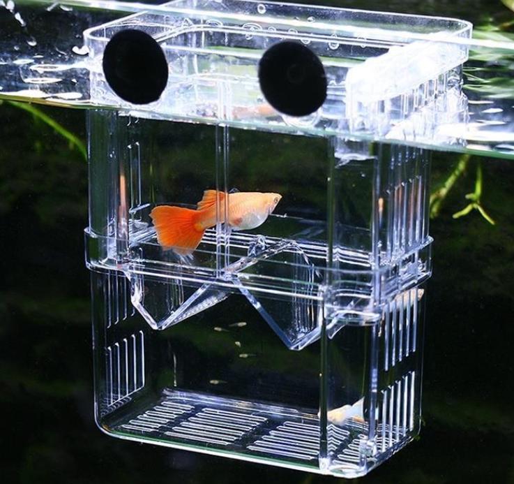 孔雀鱼怎样养会越养越多,为什么大孔雀鱼越养越少