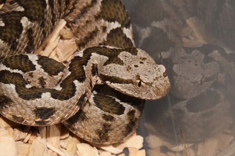 「原来欧洲有这么多种蛇？！」偷师卡塞尔的豢龙大师·下