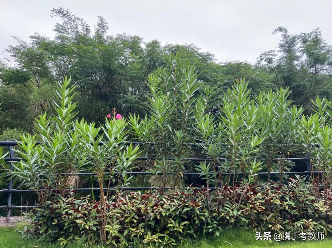 夹竹桃怎么修剪,夹竹桃图片大全