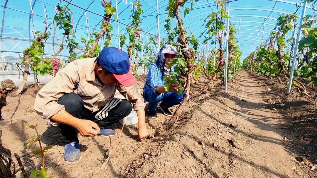 乡村振兴产业发展促丰收,乡村振兴大棚葡萄