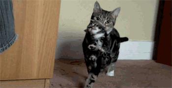 怎样辨别母猫怀孕,如何分辨母猫是否怀孕