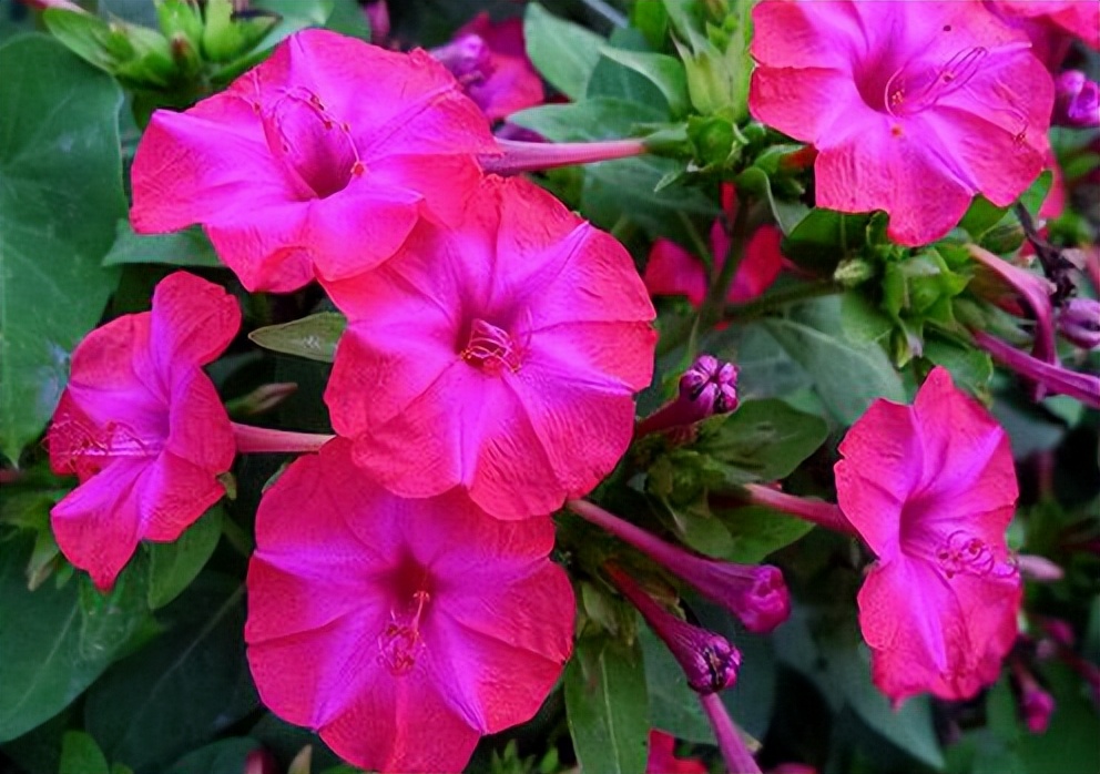 专为懒人养的5种花开花不断,4种不用花钱买的盆栽