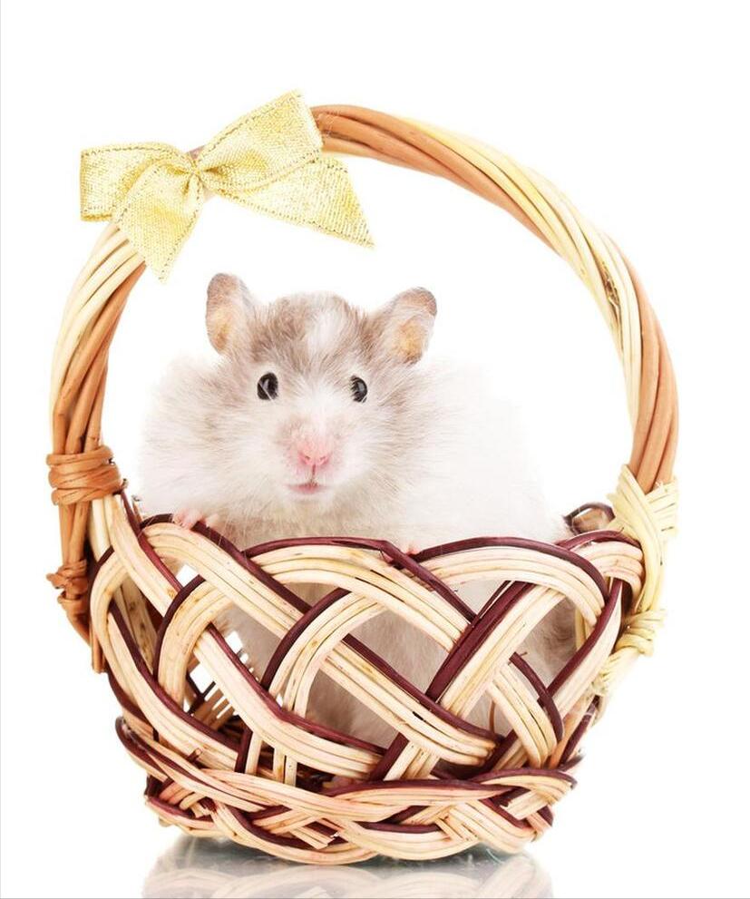 第一只仓鼠怎么来的,我的第一只小猫咪完整版