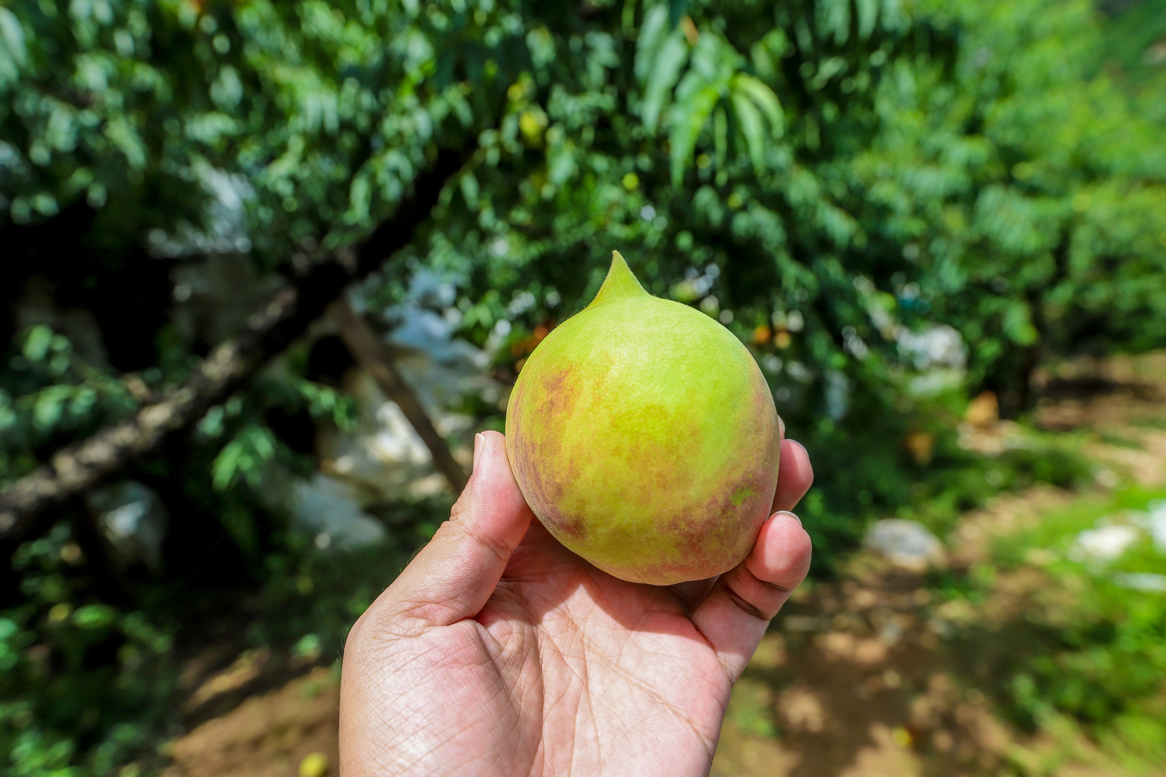 连平鹰嘴蜜桃是水蜜桃吗,广东连平上坪正宗鹰嘴水蜜桃