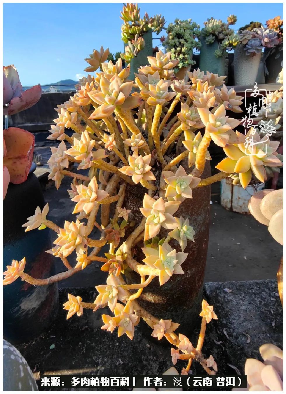 云南的冬天没有云！养肉七年，不谈得失，只论陪伴！