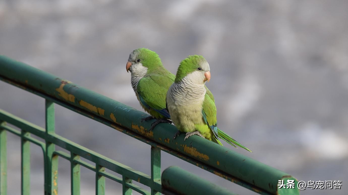 鹦鹉羽粉特别多,玄凤鹦鹉羽粉多怎么办